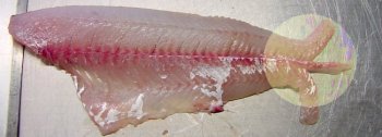Walleye Fillet With Lateral Cuts